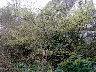 P4130439_1.jpg