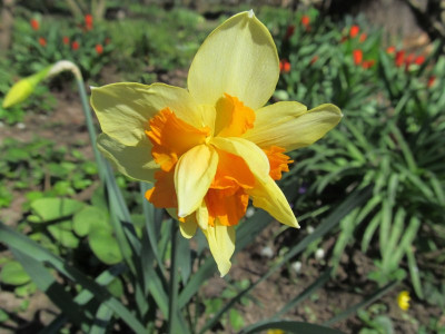 Narcissus_gefullt_2015-04-09.jpg