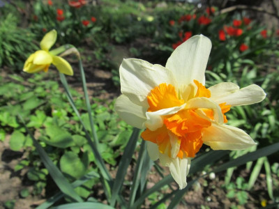 Narcissus_gefullt_2015-04-11.jpg