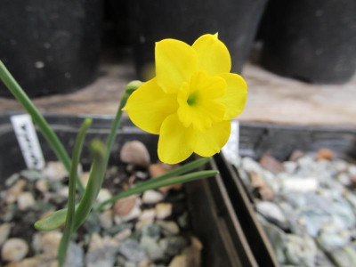 Narcissus_rupicola_3.jpg