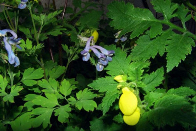 Corydalis_linstowiana_und_Calceolaria.jpg