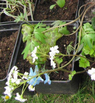 Corydalis_fumarifolia_2015.jpg