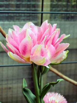 tulipa-peach-blossom-aufr-klein.jpg