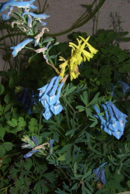 Corydalis_Kingfisher_und_davidii.jpg