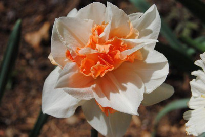 k-leberblumchen15_003.jpg
