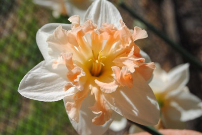 k-leberblumchen15_004.jpg