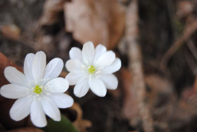 k-leberblumchen15_044.jpg