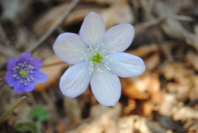 k-leberblumchen15_045.jpg