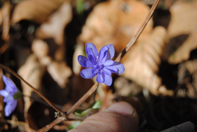k-leberblumchen15_033.jpg