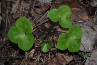 k-leberblumchen15_043.jpg