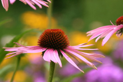 Echinacea-Aug-1.jpg