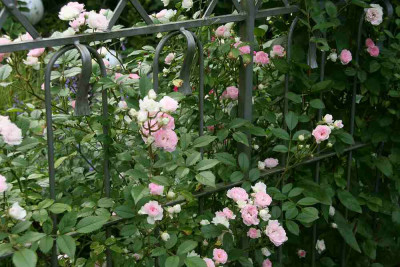 Rose_Kirschrose0213a.jpg