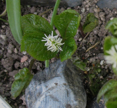Chloranthus_japonicus__..._16.4.15_001.jpg