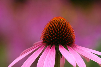 Echinacea-Aug-2.jpg