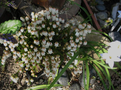 Cassiope__Randle_Cooke___...____16.4.15_005.jpg