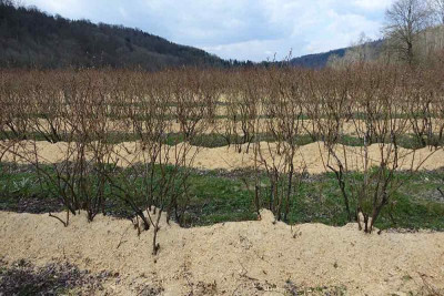heidelbeerplantage.jpg