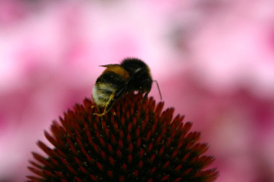 Echinacea-Aug-3.jpg