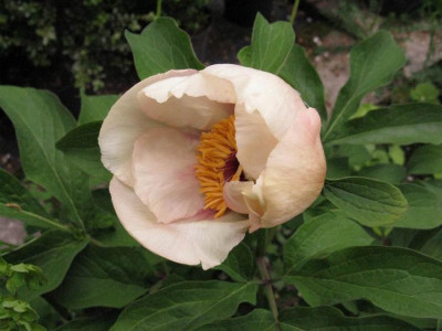 Perarls_Paeonia_Frau_Frank_Blute.jpg