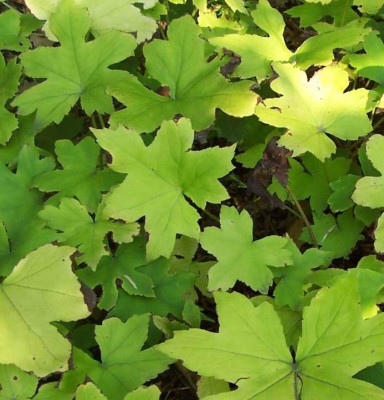 hydrophyllum.jpg