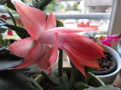 Schlumbergera_orange_150417.jpg