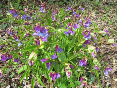 Simpel_Lathyrus_vernus_150417.jpg