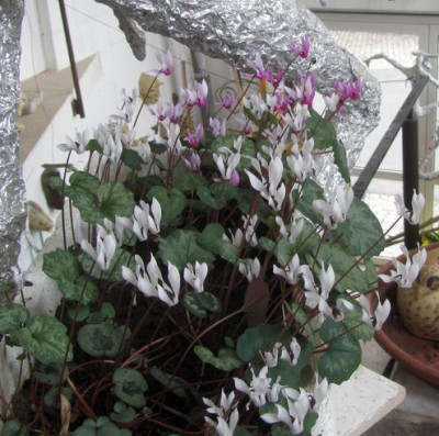 C.repandum-Vollblute-ax.jpg