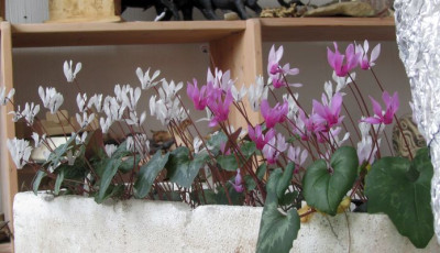 C.repandum-Vollblute-ax2.jpg