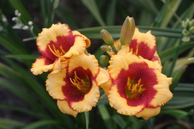 Summer_Dragon_5687.jpg
