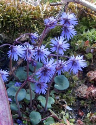 soldanella_im_Moor-kl.jpg