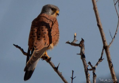 Turmfalke_4.jpg