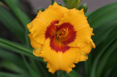 Wizards_Flame_4161.jpg