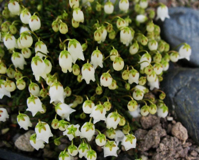 Cassiope_lycopdioides_Suzuki__...__19.4.15_012.jpg
