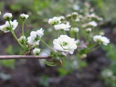 Spiraea_prunifolia_Plena_1_1024x768.jpg