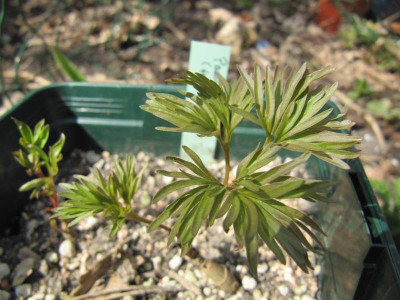 P__lithophila_150419.jpg