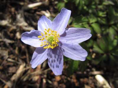 Anemona_atrocaerolea_150419.jpg