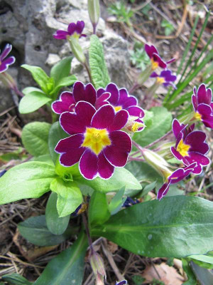 Primel_gerandert_150419.jpg