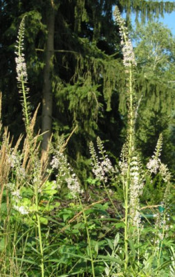 Lysimachia_ephemerum.jpg