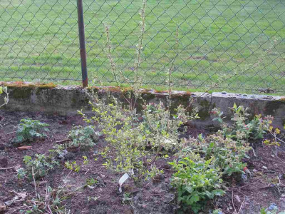 Spiraea_prunifolia_Plena_ganz_1024x768.jpg