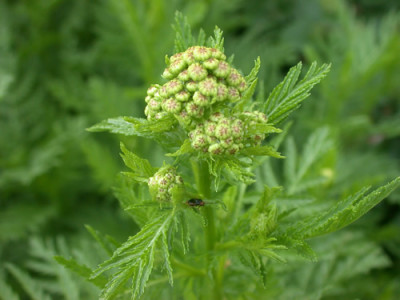 Rainfarn_N_3481_92.jpg