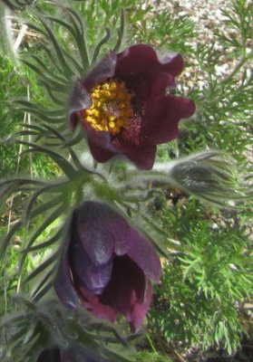 pulsatilla-regeliana-farbe.jpg