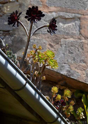 Aeonium_arboreum_15-04-21_kl.jpg