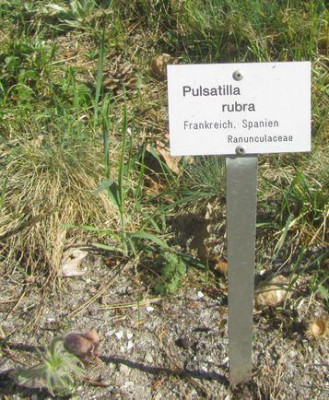 Groe_rubra.jpg