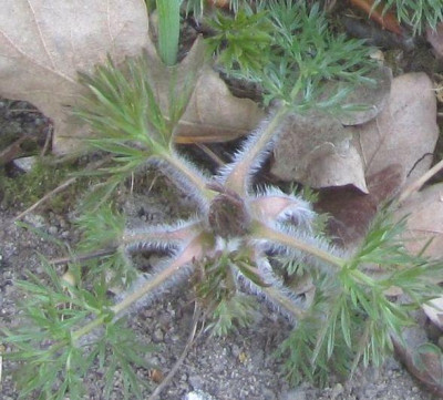Rosette_rubra_kl.jpg
