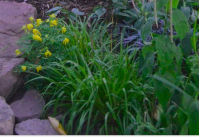 14Jul_Luzula_sylvatica_Wintergold.JPG