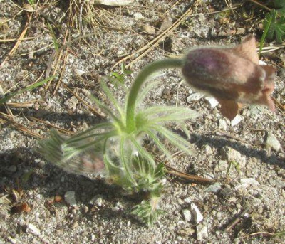 Knospe-rubra.jpg