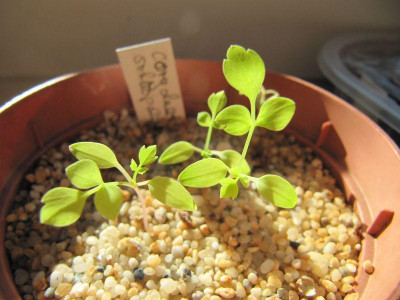 corydalis_orthopoda_150421.jpg