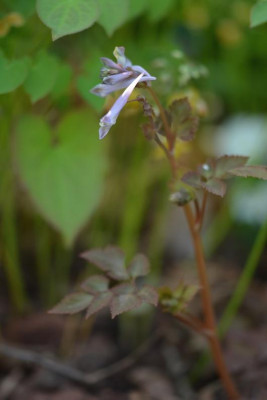 _Corydalis_quantmeyerana.jpg