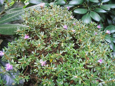 Rhododendron_impeditum_Hortu.jpg