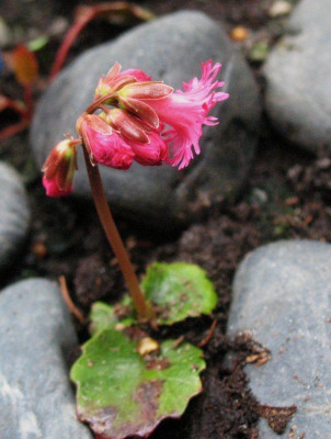 Shortia_sold._kl._rot_3.14._..._22.4.15_001.jpg