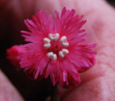 Shortia_sold._kl._rot_3.14.__...._22.4.15_008.jpg